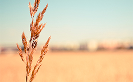 免费轰炸软件版